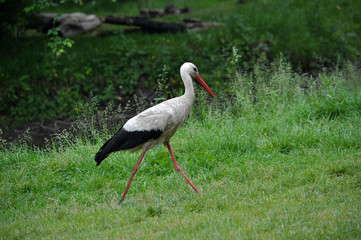 Stork walking on the grass