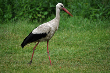 Stork walking on the grass