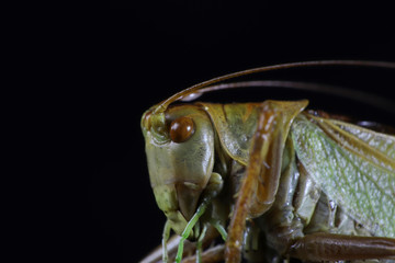 Grashüpfer Makro mit dunklen Hintegrund