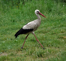 Stork walking on the grass