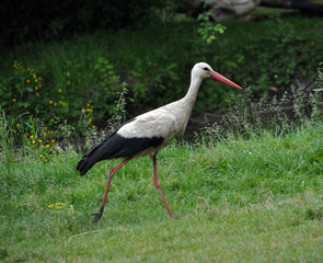 Stork walking on the grass
