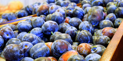Crop of plums in boxes. Plum background. Beautiful blue plums close-up.