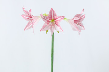 pink amaryllis