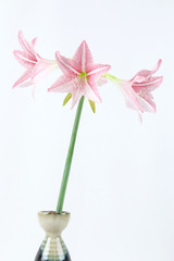 Obraz na płótnie Canvas pink amaryllis