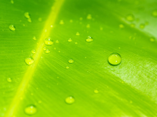 dew drops on green leaf
