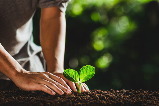 Fototapeta Beautiful nature,green bokeh,Plant tree in neutral background Close-Up Of Fresh Green Plant,Young hand