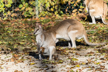 Flinkwallaby - Macropus agilis