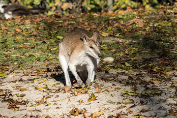 Flinkwallaby - Macropus agilis