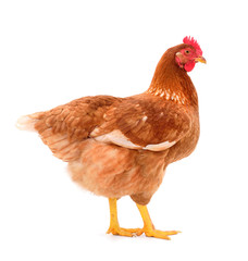 Brown hen isolated.