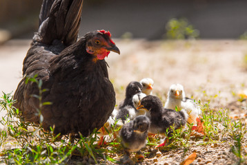 Hen with baby chickens
