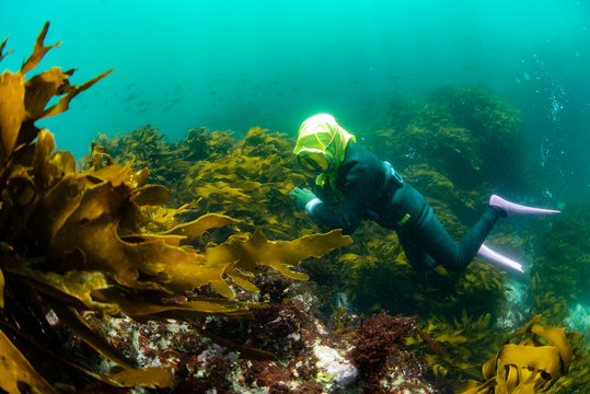 海藻の森で獲物を探す海女
