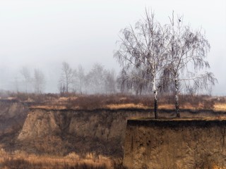 Two bare birch trees on a weathered gorge rim with yellow grass, a bird on a branch, misty late...