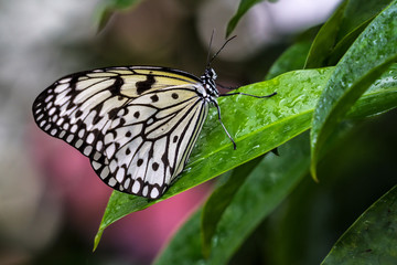 Weiße Baumnymphe - Idea leuconoe