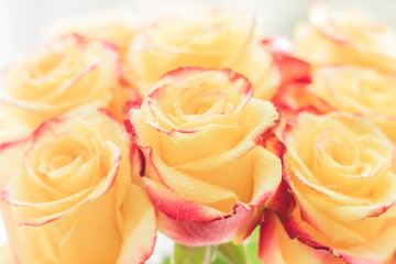 bunch of roses of yellow and red colors with water drops. Floral background, blooming flowers