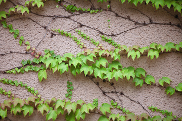Old wall texture and pattern background covered in green ivy for design and text