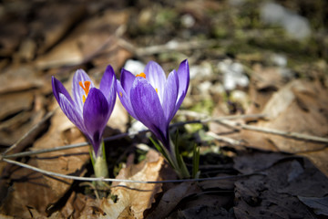 close up of beauty violet crocus