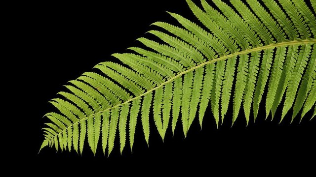 A beautiful green branch of a shrub sways in the wind on an isolated black screen background