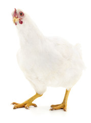 Brown white isolated.