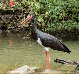 Schwarzstorch - Ciconia nigra