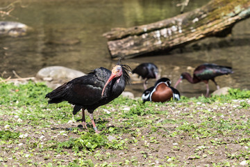 Waldrapp - Geronticus eremita