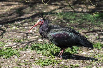 Waldrapp - Geronticus eremita