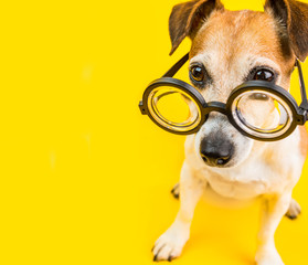 adorable funny student dog in glasses. Yellow background. Back to school. square composition