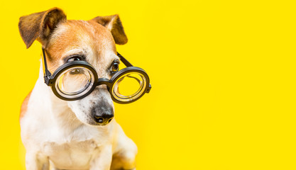 curious serious cute dog jack russell terrier in glasses on yellow background. horizontal banner. back to school theme