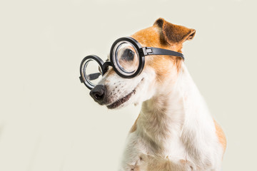 Smart funny dog Jack Russell terrier in glasses lookoing to side. Well educated back to school theme
