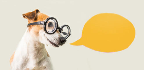 Smart nerd dog jack russell terrier in glasses and speech bubble. Gray and orange. Talking pup