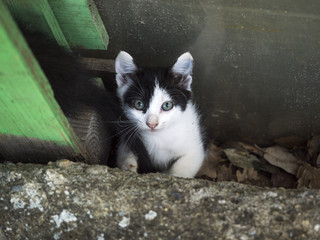 sweet pets in the garden