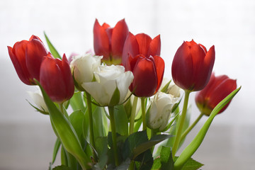 Tulpen