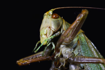 Heuschrecke Makro Aufnahme