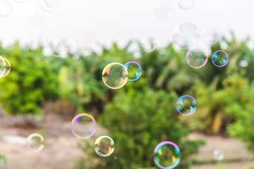 Soap bubbles in the air with natural background, Outdoor activity funny and party