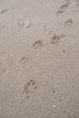 A black dog lying on the beach.