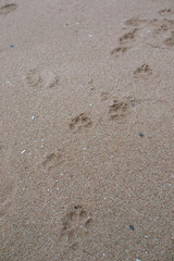 Fototapeta na wymiar A black dog lying on the beach.