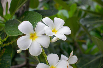 Fototapeta na wymiar White and yellow frangipani on the tree.