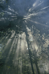 sunlight penetrates  throut the crown the tree in the early summer morning