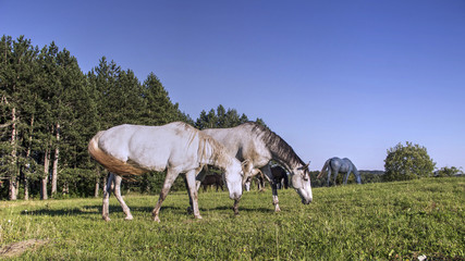 Fototapeta premium TARA National Park, Western Serbia - A herd of grazing horses