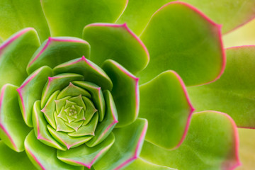 Succulent plant aeonium arboreum closeup, background.