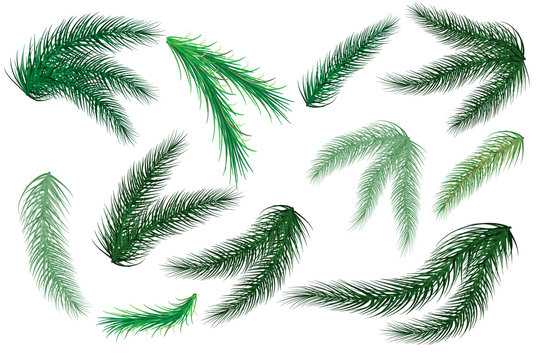Christmas tree branches. Set of tree, fir, pine. Isolated on a white background. Vector