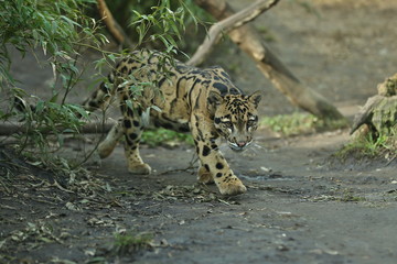 Clouded leopard is walking towards from the shadows to the light. Big cat male from a darkness. Zoo...