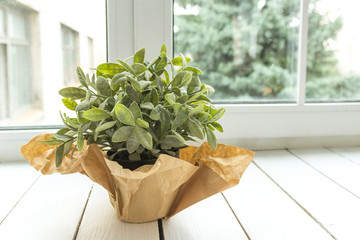 An artificial flower in a pot decorated with brown paper on a light window sill. Flower for office concept.