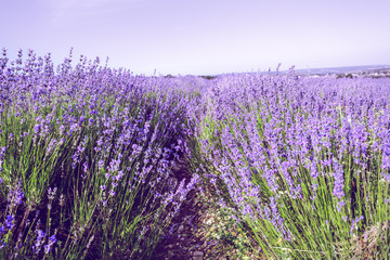 Obraz na płótnie Canvas Lavender Field in the summer