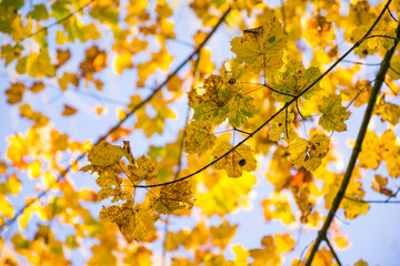 Yellow Autumn Leaves in Jura Forest on a Sunny Day.