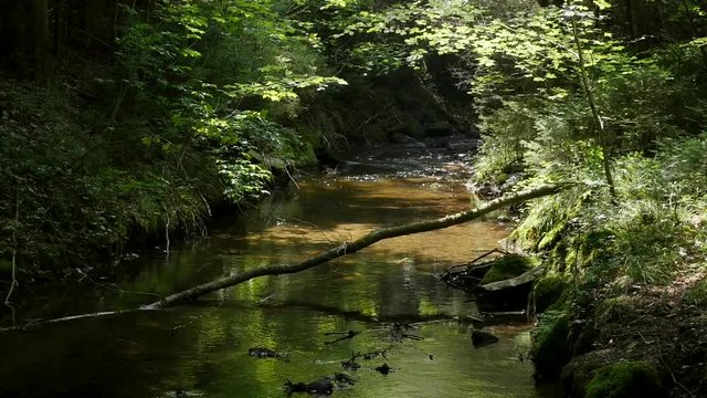 Tiefsteinklamm Canyon with Waterfall near Salzburg Austria