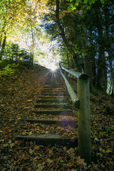 Sun Shining and Setting in Green Forest with Natural Sun Flare.