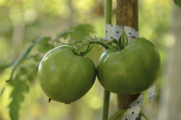 Green tomato in garden