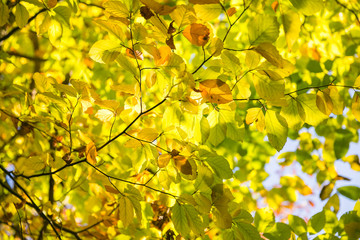 Yellow Autumn Leaves in Jura Forest on a Sunny Day.