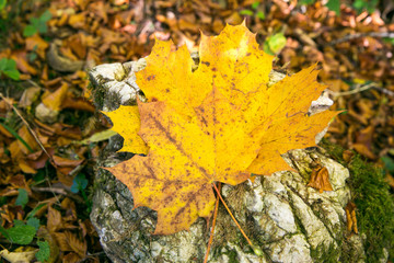 Yellow Autumn Leaves Fallen on Rocks with Autumn Foliage