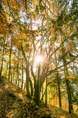 Sun Star Piercing Through Trees in Golden Foliage Forest .